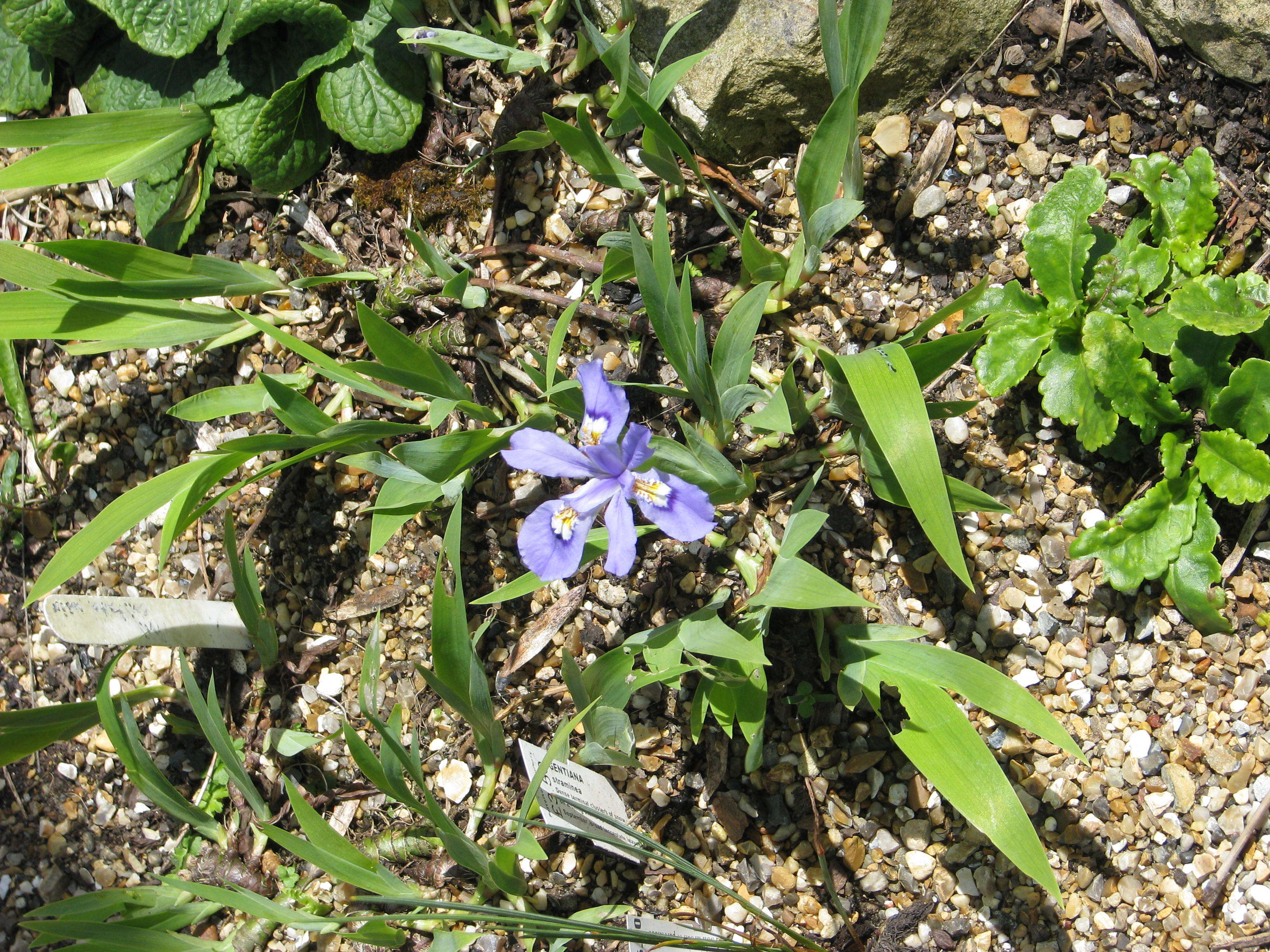 Image of crested iris