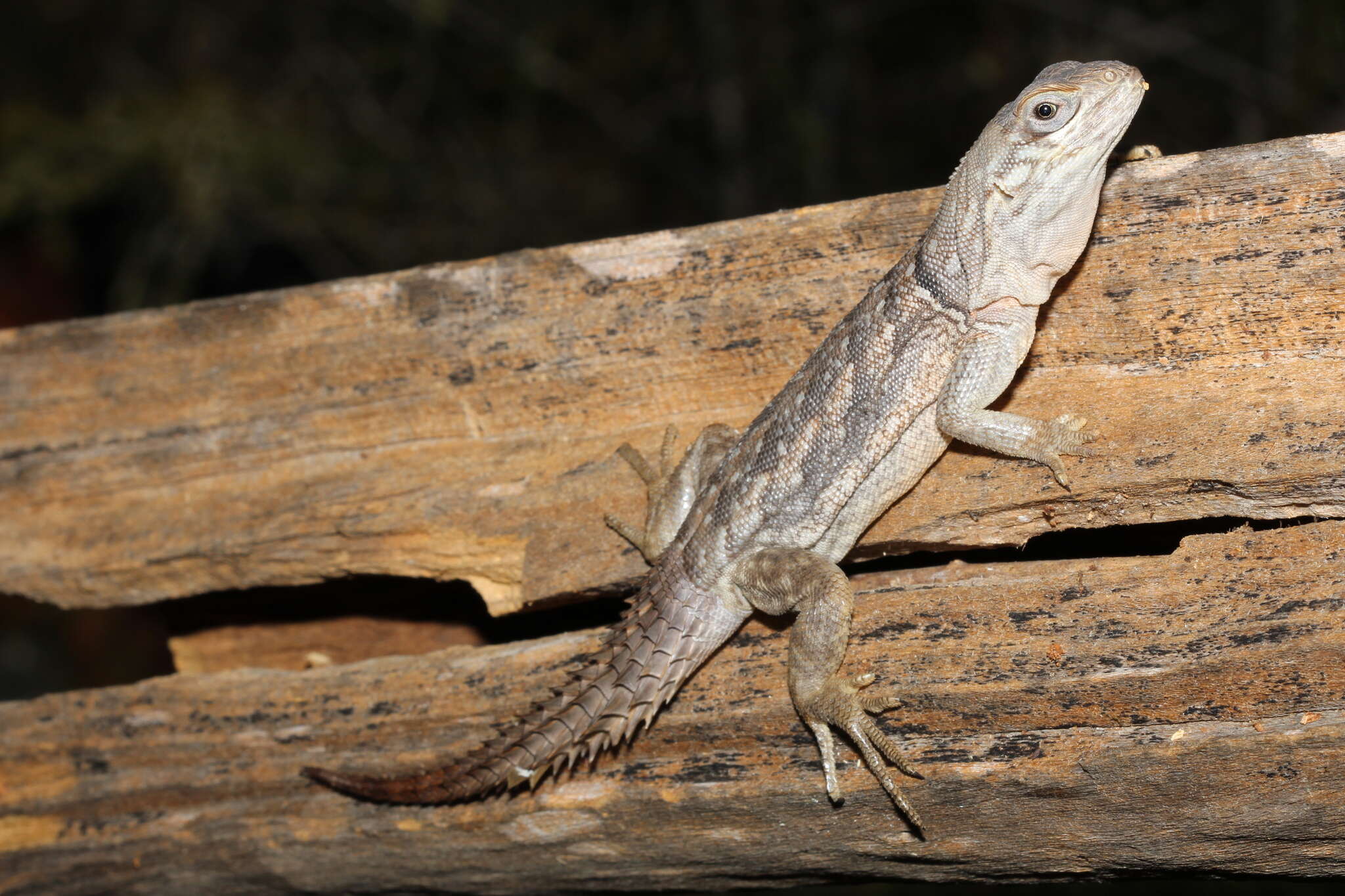 Image of Merrem's Madagascar Swift