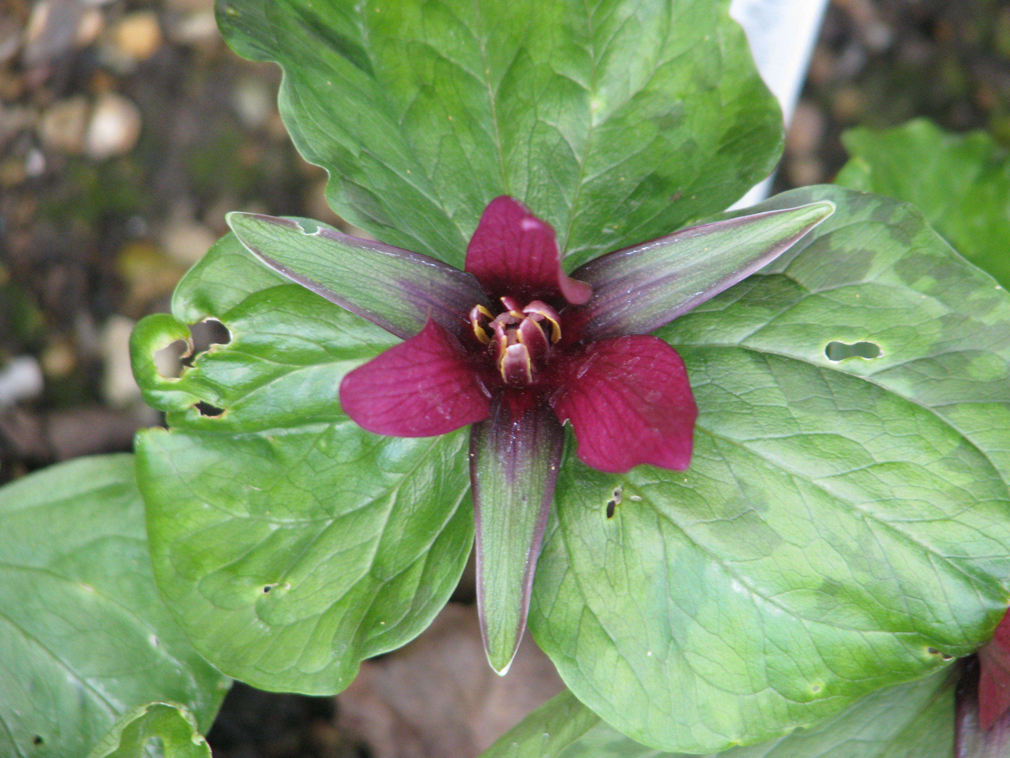 Imagem de Trillium chloropetalum (Torr.) Howell