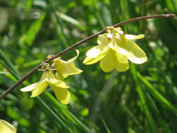 Image of weeping forsythia