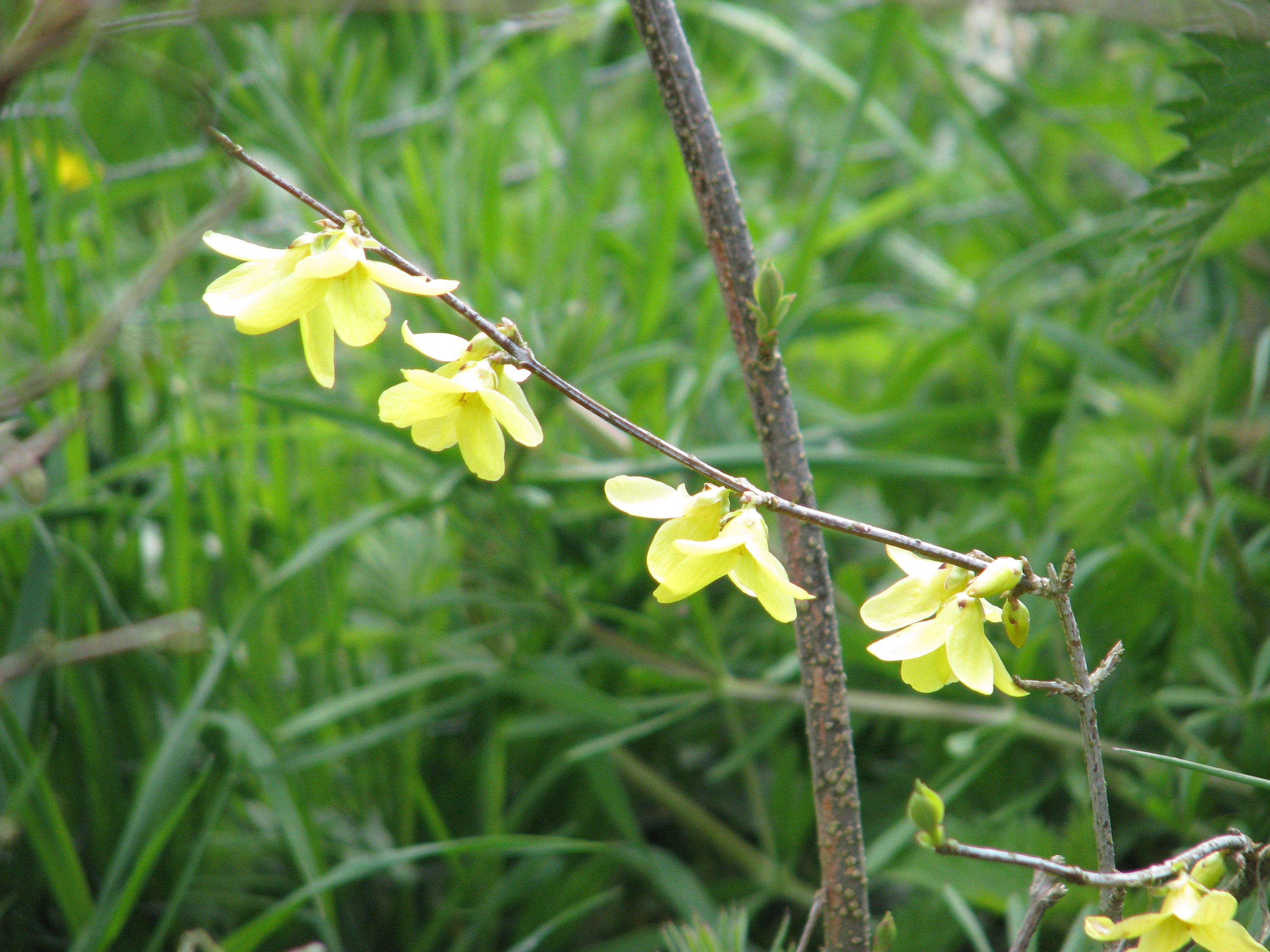 Image of weeping forsythia