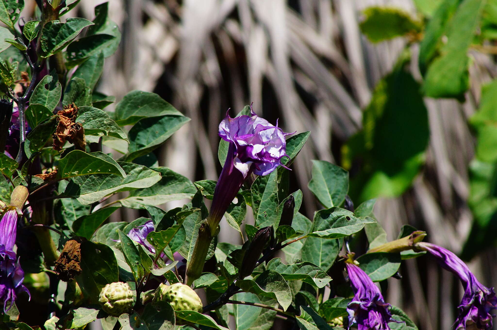 Imagem de Datura metel L.