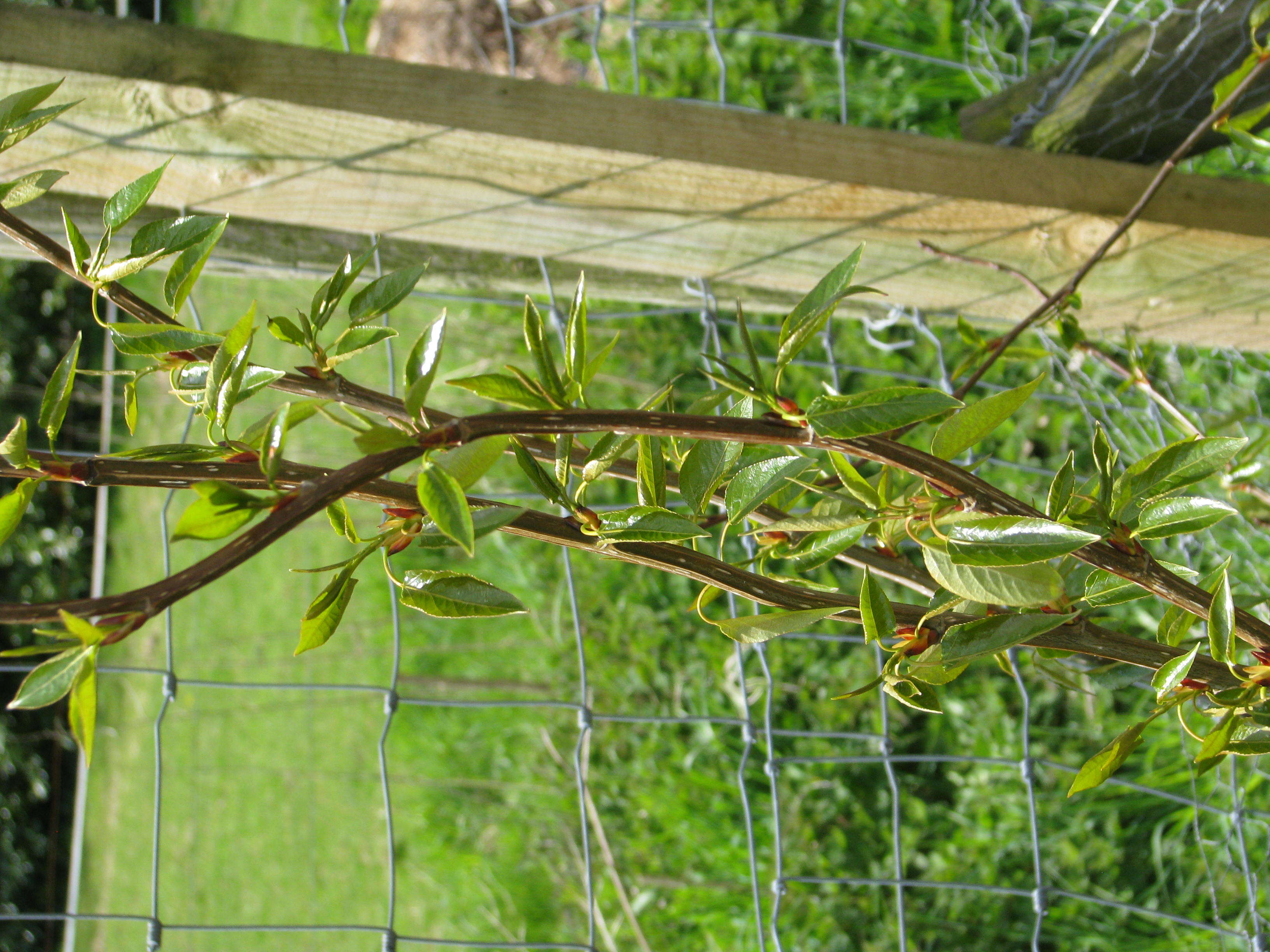 Слика од Populus balsamifera L.