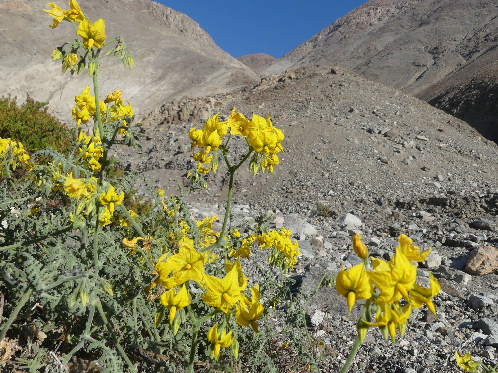 Image of Solanum chilense (Dun.) Reiche