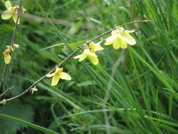 Image of weeping forsythia