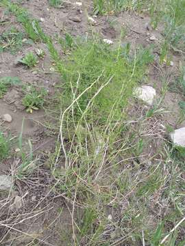 Image of Asparagus pallasii Miscz.