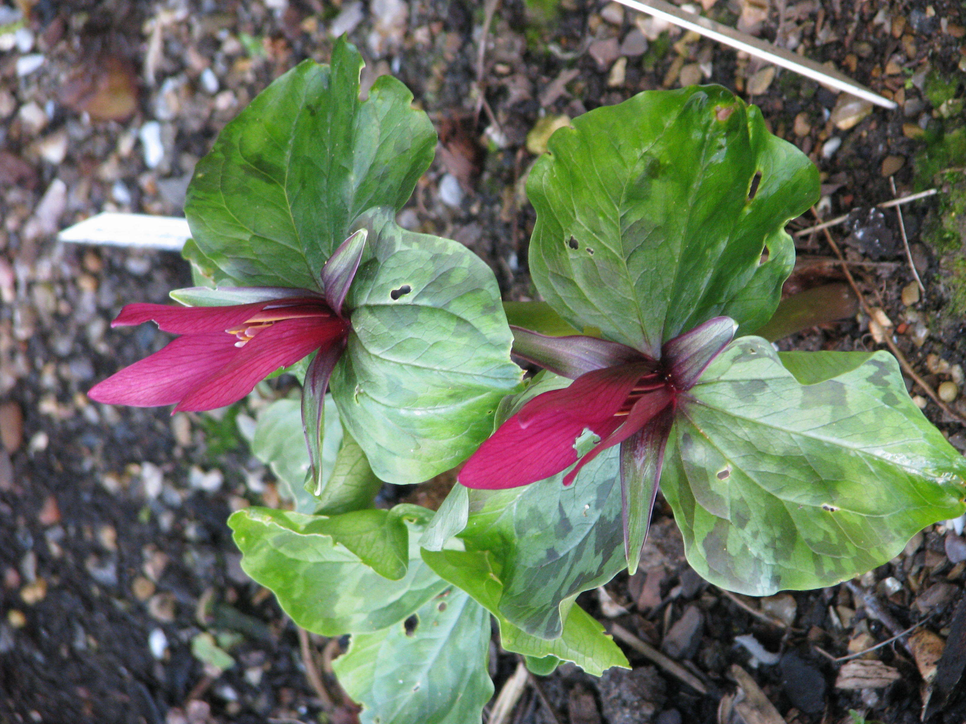 Imagem de Trillium chloropetalum (Torr.) Howell