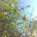 Cordia seleriana Fern. resmi