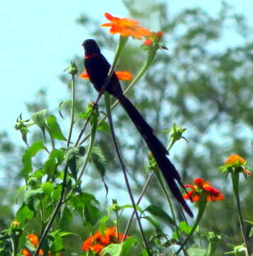 Image of Red-collared Whydah