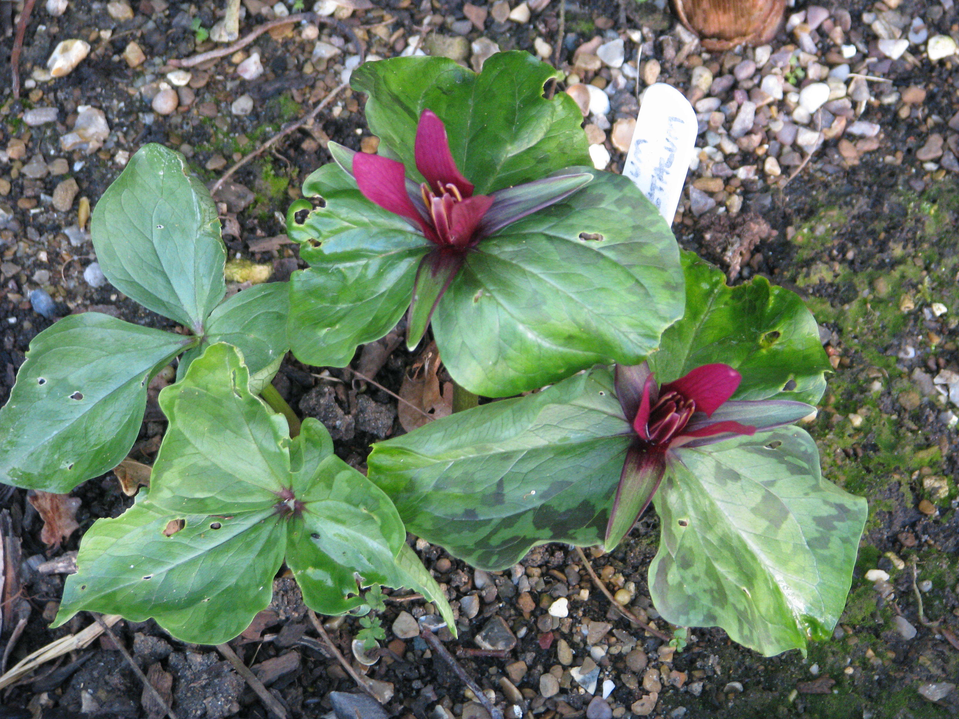 Imagem de Trillium chloropetalum (Torr.) Howell