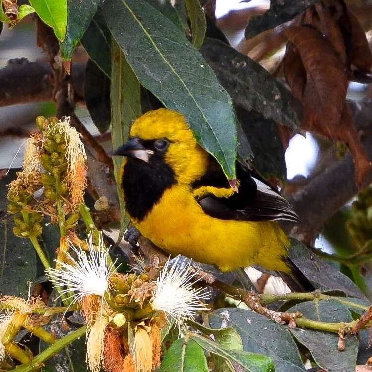 Image of White-edged Oriole