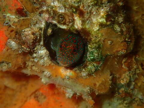 Imagem de Hypsoblennius invemar Smith-Vaniz & Acero P. 1980