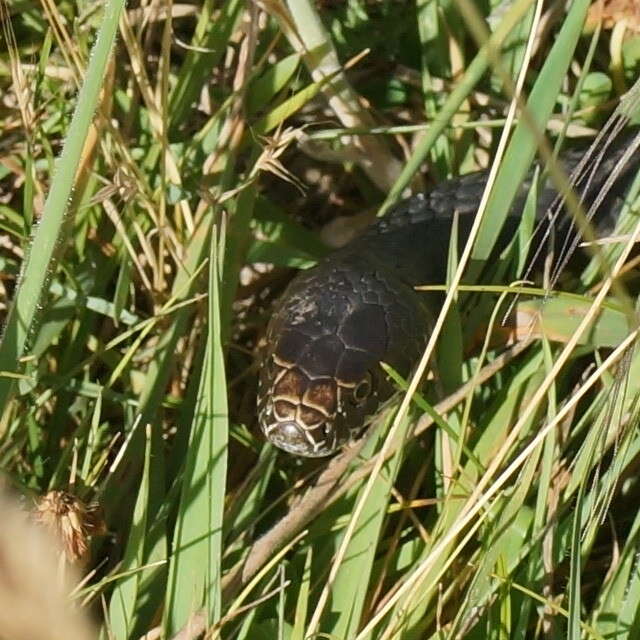 Image of Highlands Copperhead