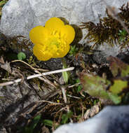 Image of Ranunculus montanus Willd.