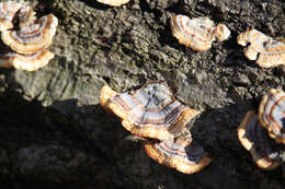 Image of Turkey Tail