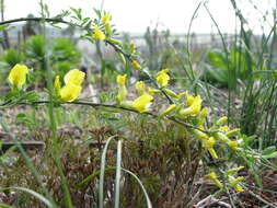 Image of big-flower broom