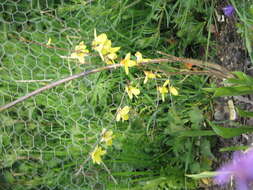 Image of weeping forsythia