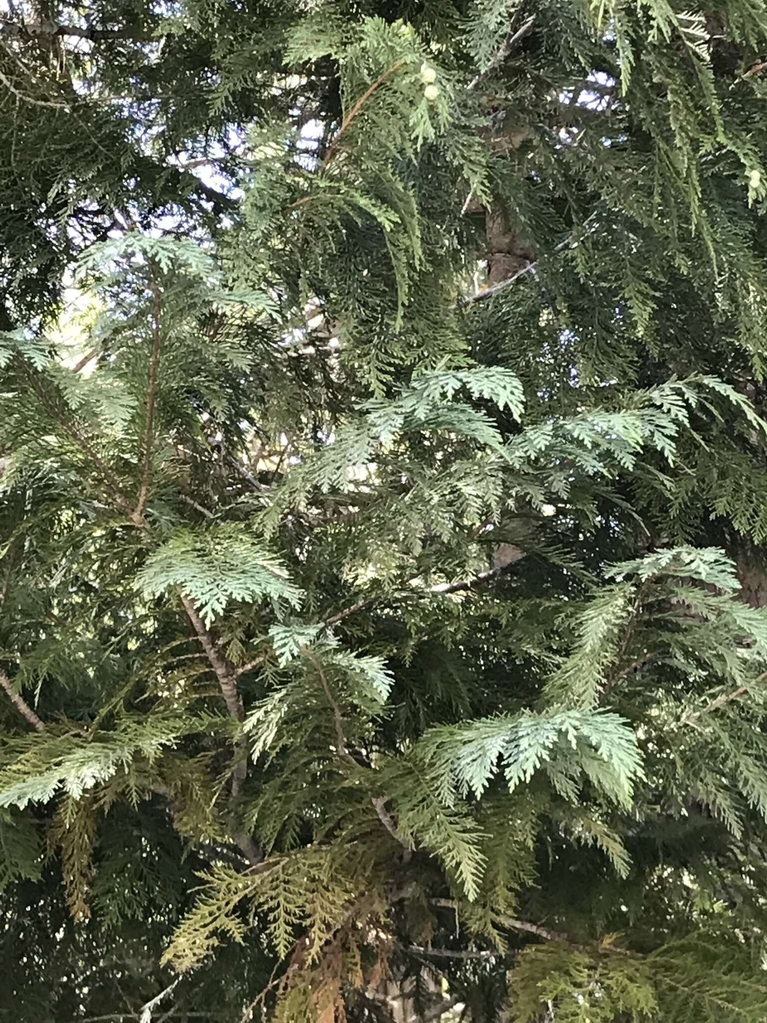 Image of Lawson's Cypress