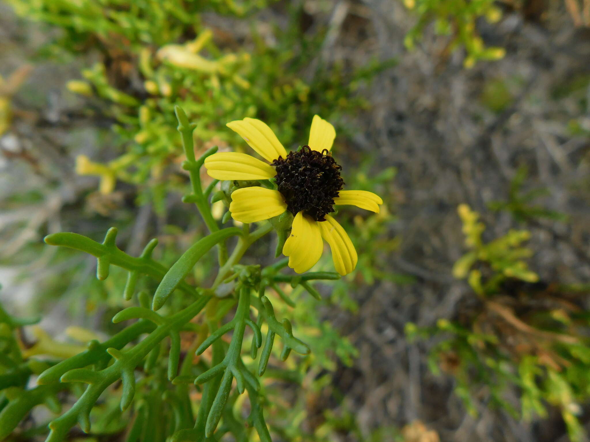 Sivun Encelia ventorum T. S. Brandeg. kuva