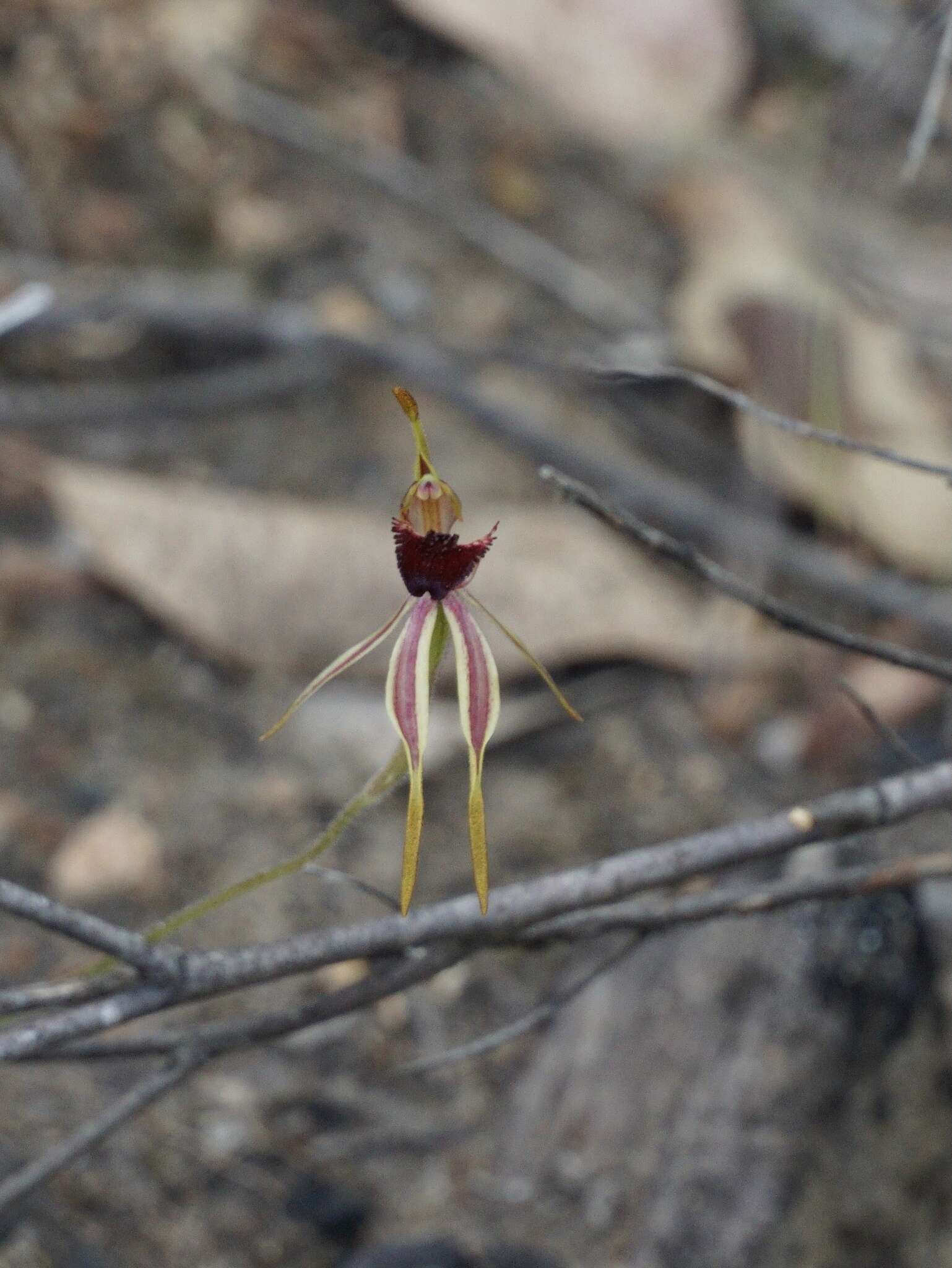 Image of Stumpy spider orchid