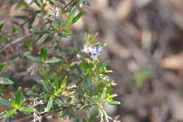 Plancia ëd Halgania andromedifolia Behr & F. Müll. ex F. Müll.