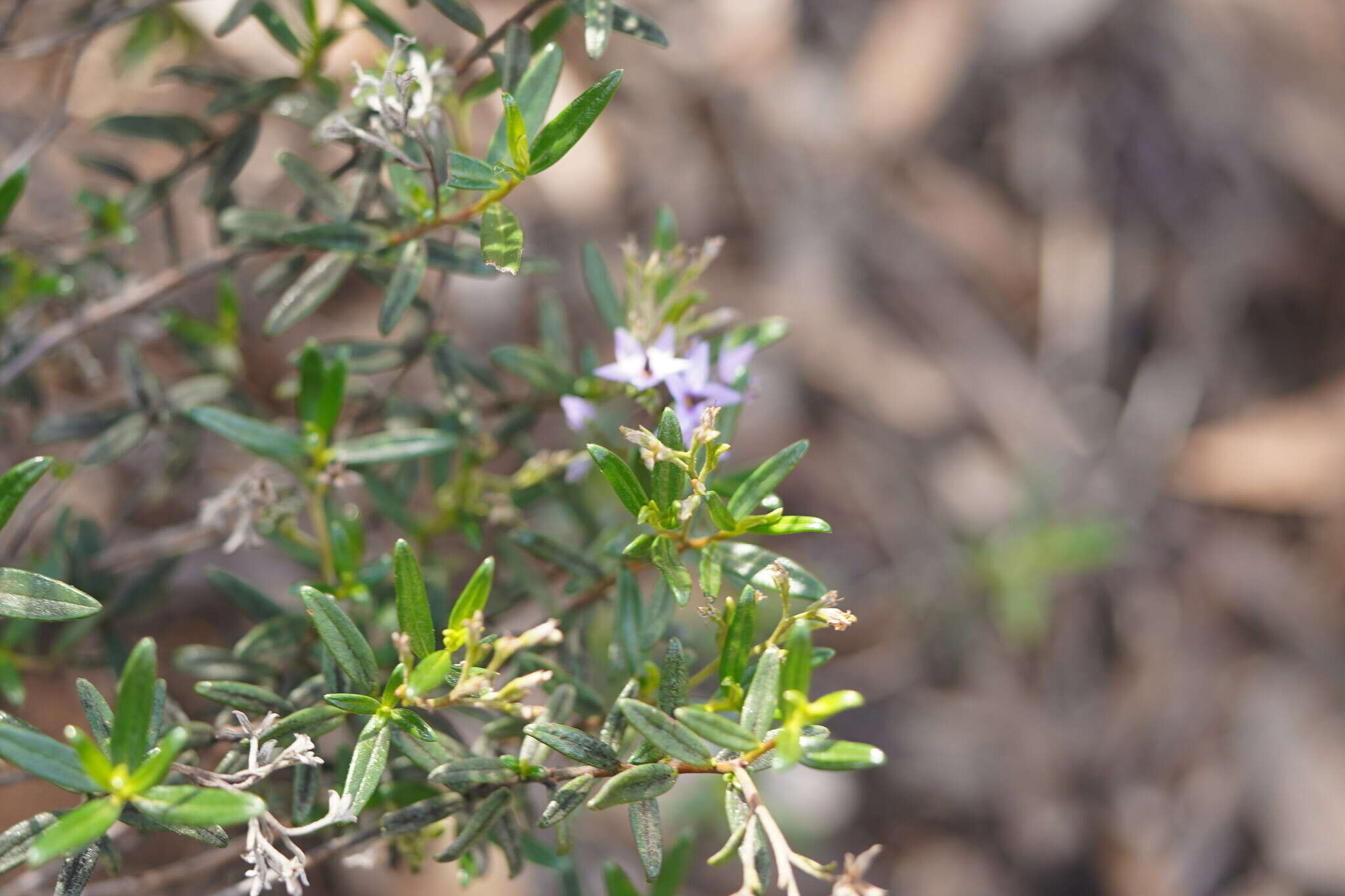 Image of Halgania andromedifolia Behr & F. Müll. ex F. Müll.