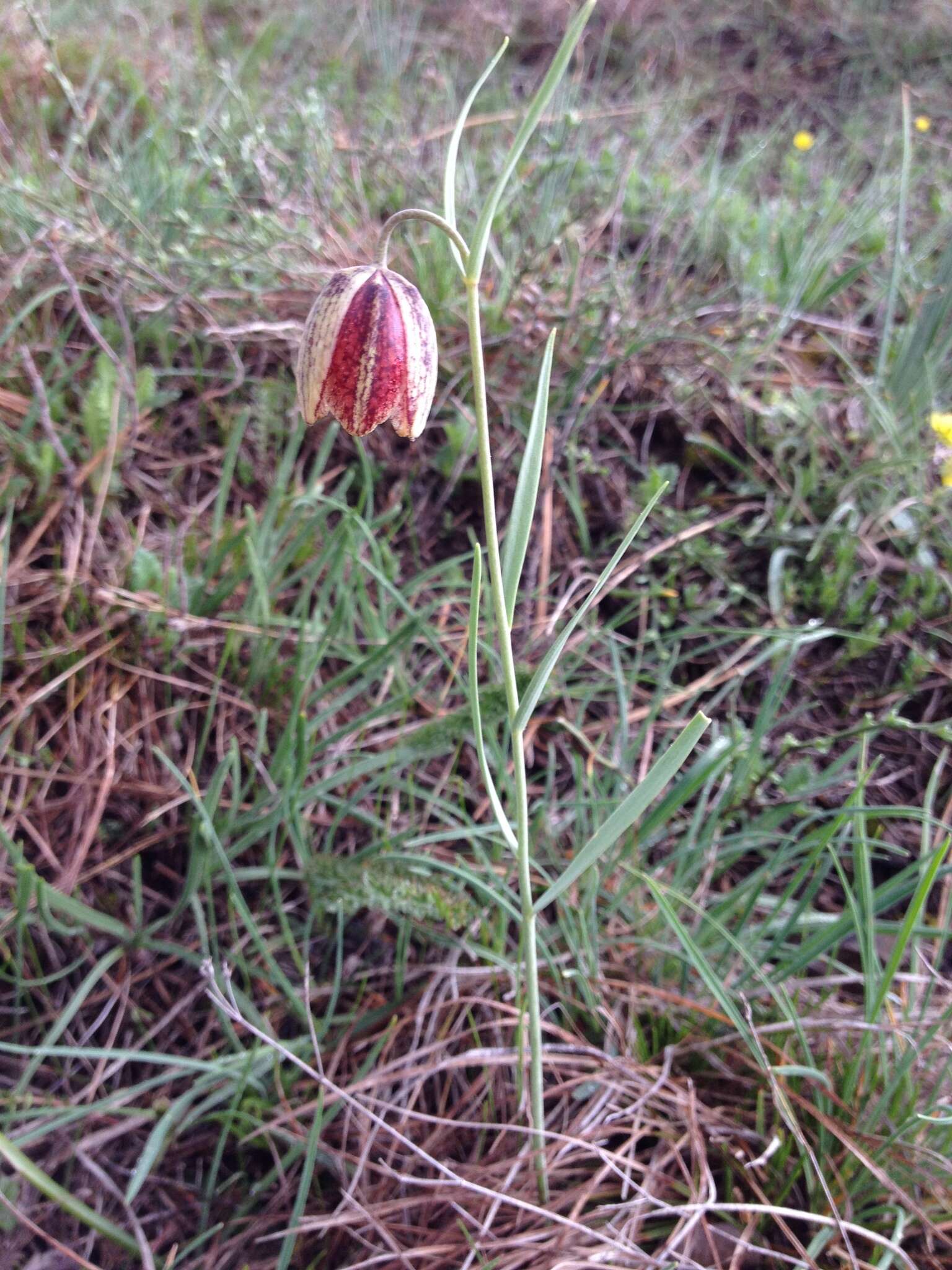 Image of Fritillaria montana Hoppe ex W. D. J. Koch