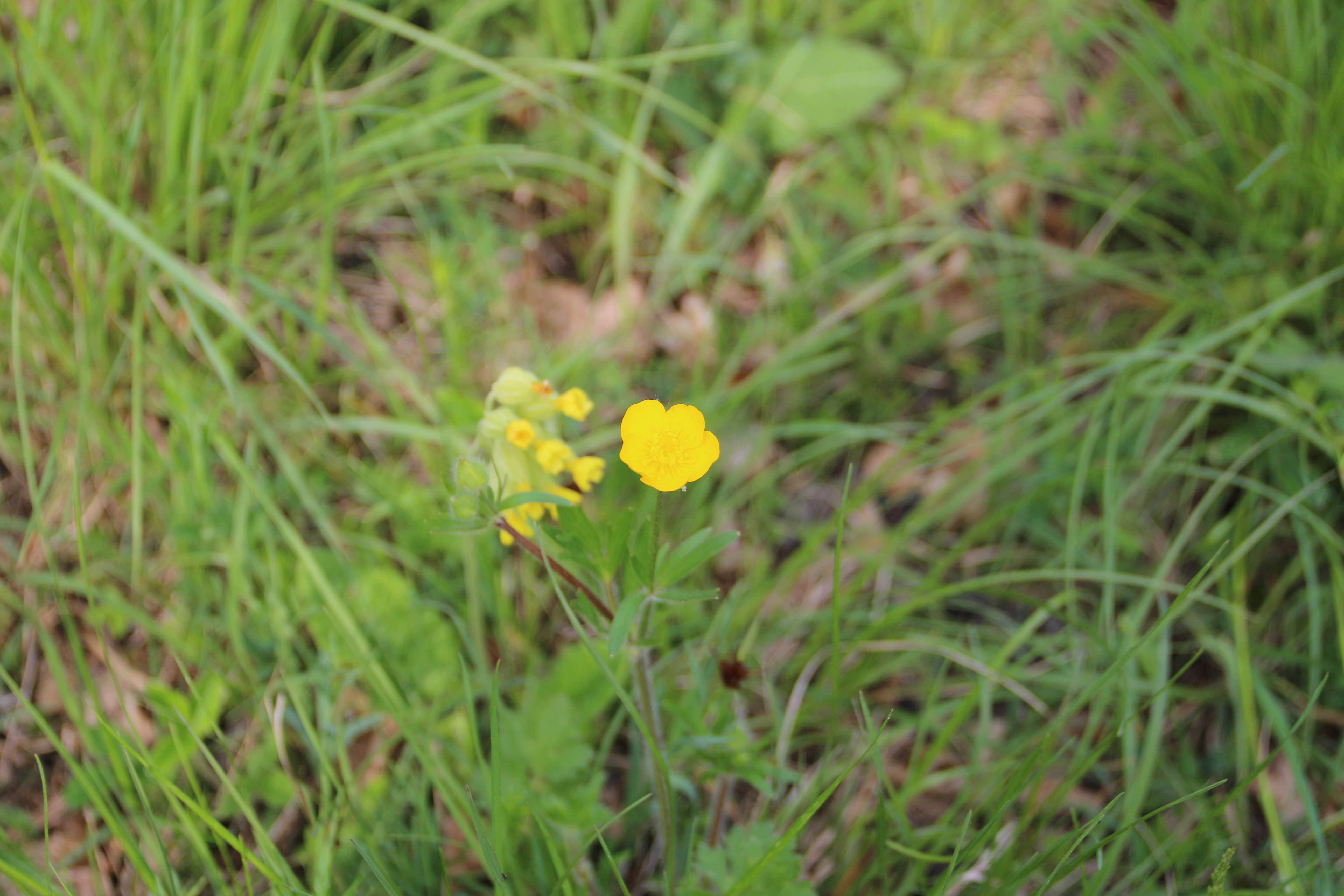 Ranunculus bulbosus L.的圖片