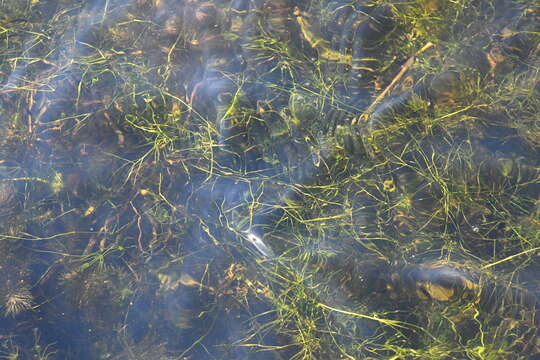 Image of Hairlike Pondweed