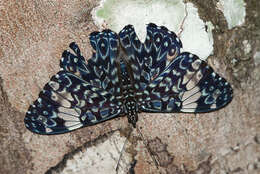 صورة Hamadryas amphinome Linnaeus 1767