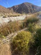 Image of Red Rock tarweed