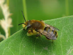 Image of Broad-handed Leaf-cutter Bee