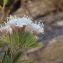 Stevia lemmonii A. Gray resmi