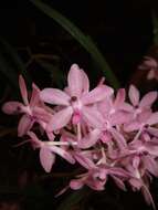 Image of Vanda christensoniana (Haager) L. M. Gardiner