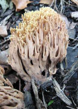 Ramaria formosa (Pers.) Quél. 1888 resmi