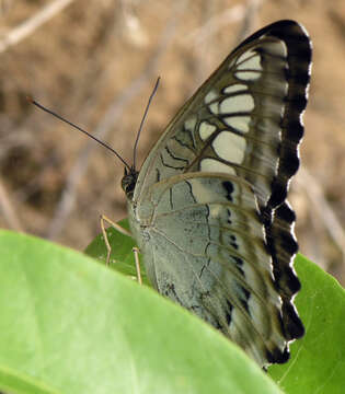 Image of Parthenos sylvia apicalis