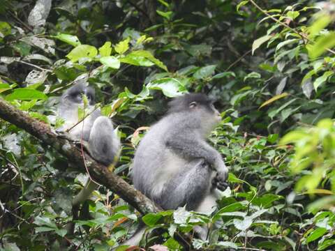 Image of Grizzled Leaf Monkey