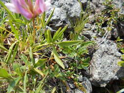 Image of alpine clover