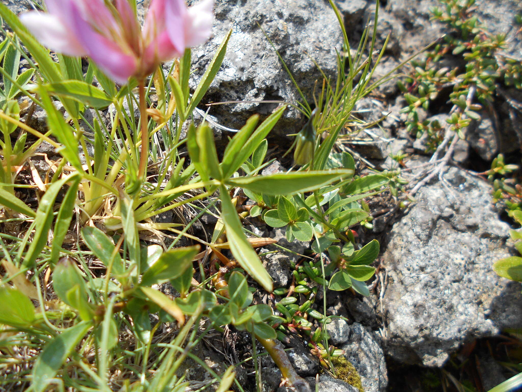 Trifolium alpinum L.的圖片