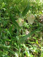 Image of White fairy-lantern