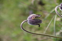 Image of Small Pasque Flower