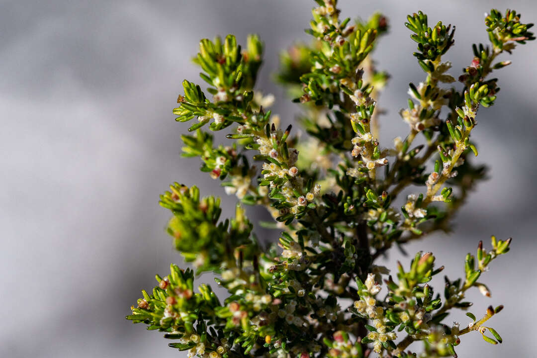 Image of Erica axillaris Thunb.