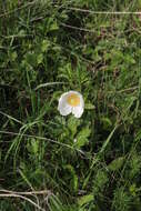 Image of Snowdrop Anemone