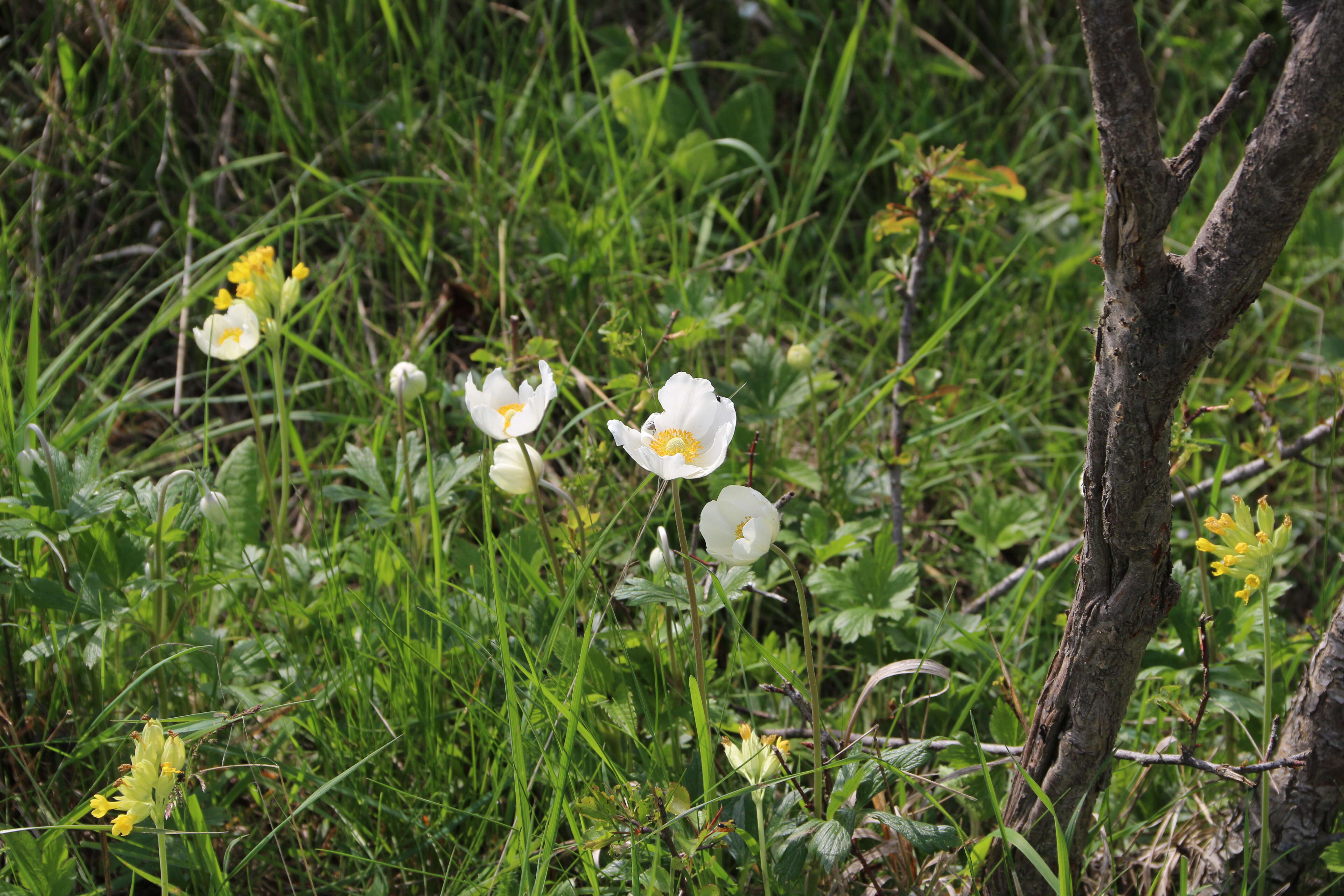 Image of Snowdrop Anemone