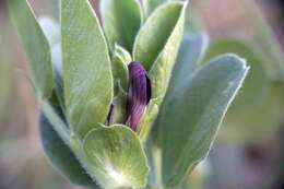 Image of Vicia johannis Tamamsch.