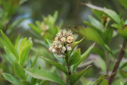 Image of Baccharis prunifolia Kunth