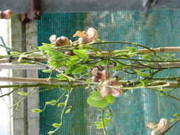 Image of California dutchman's pipe