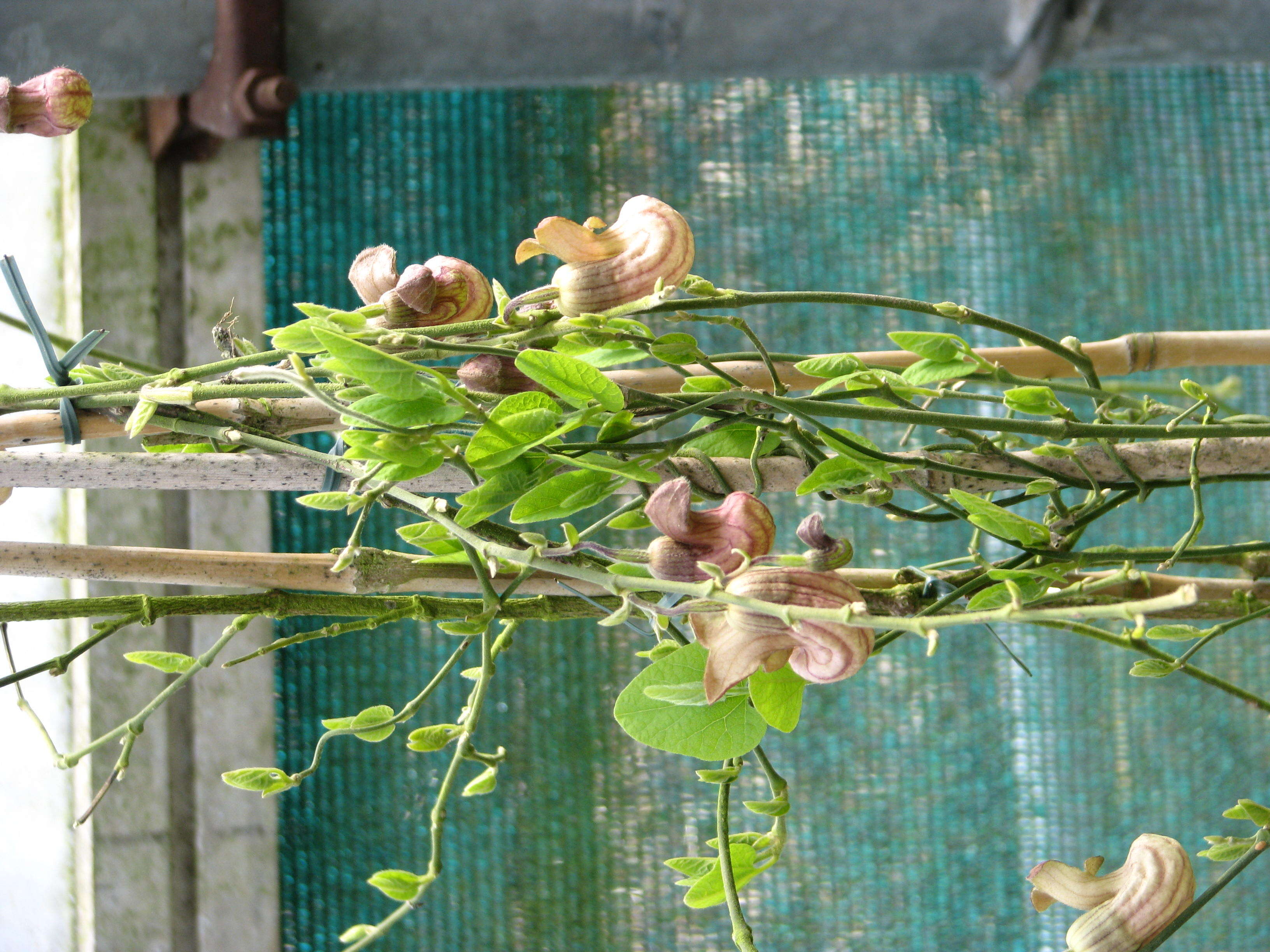 Image of California dutchman's pipe