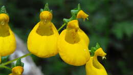 Image of Calceolaria corymbosa Ruiz & Pav.