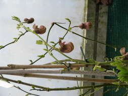 Image of California dutchman's pipe